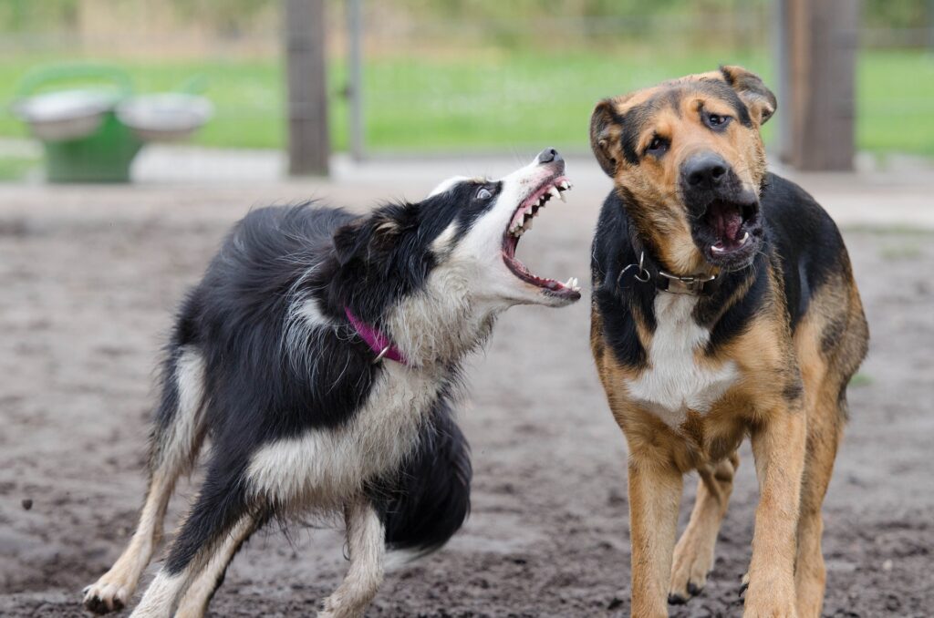 Mit weit aufgerissenem Maul bellt ein Hund einen anderen an. Dabei macht er einen aggressiven Eindruck.