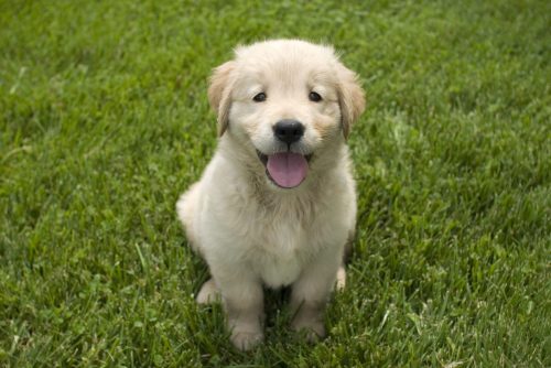 A shallow focus shot of a cute Golden Retriever puppy sitting on a grass ground with a blurred background